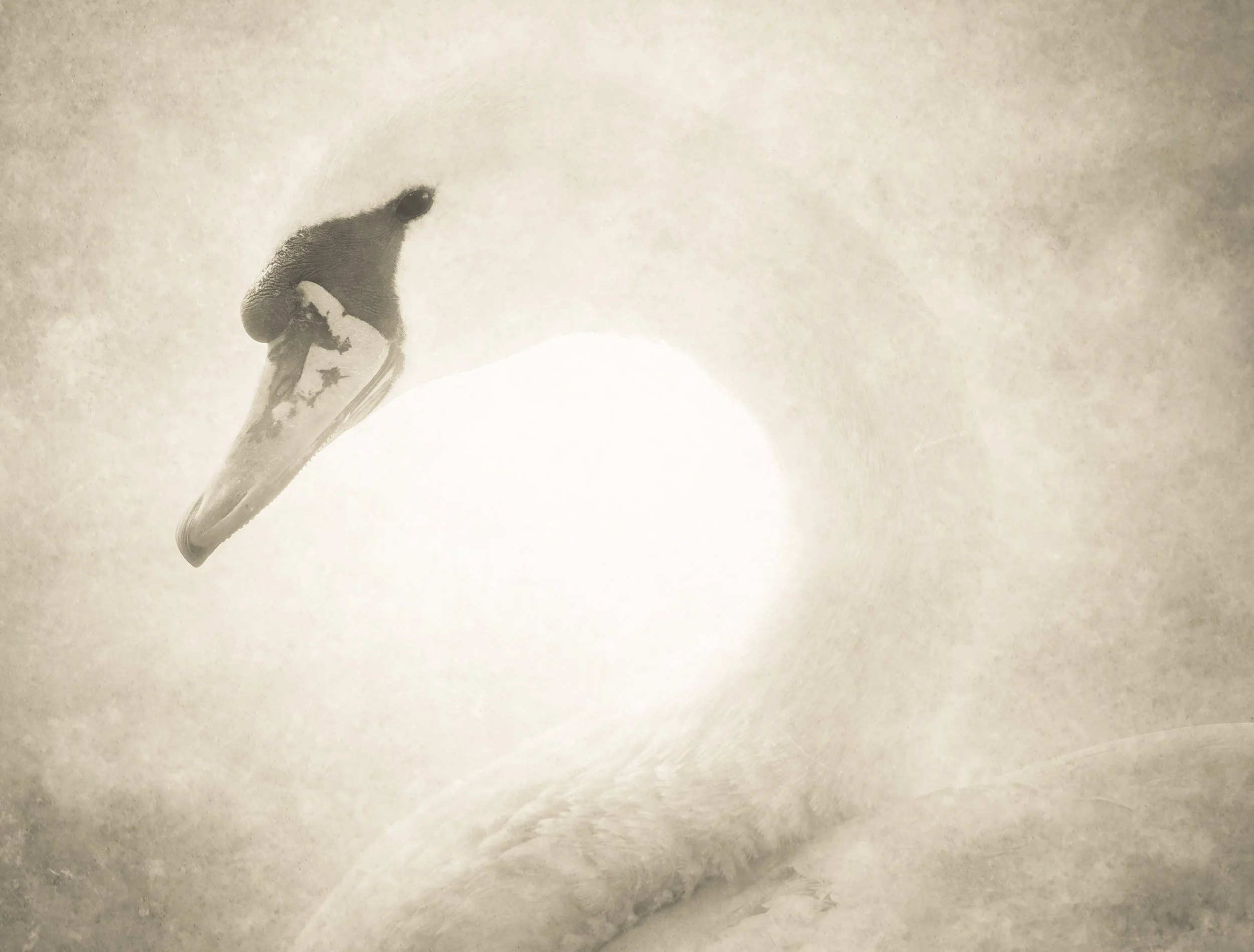 Swan | by Barbara Bullock-Wilson and Nicola Hackl-Haslinger